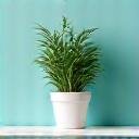 Small succulent plant on a clean desk